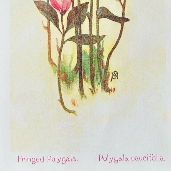 ‘Polygala pacifolia’ (Fringed Polygala) Antique Color Lithograph Print - Picture 3 of 5